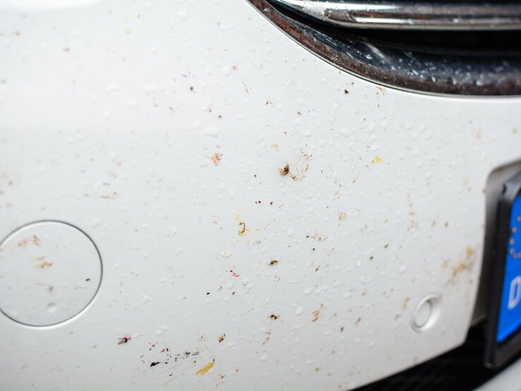 Hartnäckige Insektenreste Vom Auto Entfernen Hausmittel Insektenreste vom Auto entfernen: Welche Mittel helfen